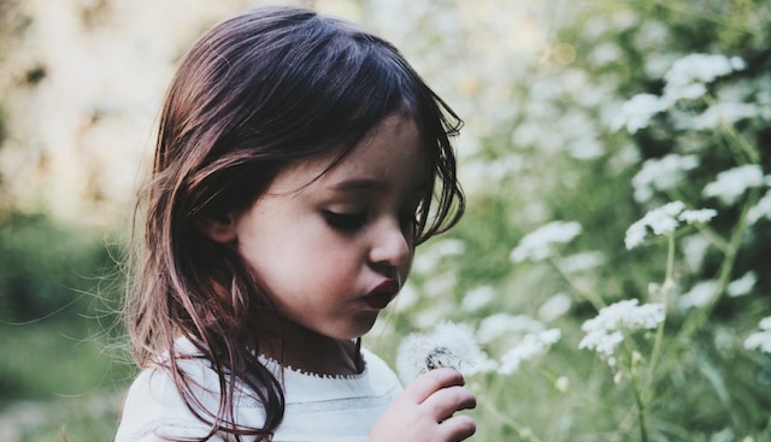 Maza meitene tur rokā noziedējušu pieneni